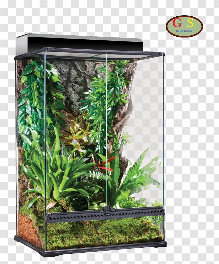 Reptile Natural Terrariums Pet Chameleons - Dbd Llc - Lizard Transparent PNG
