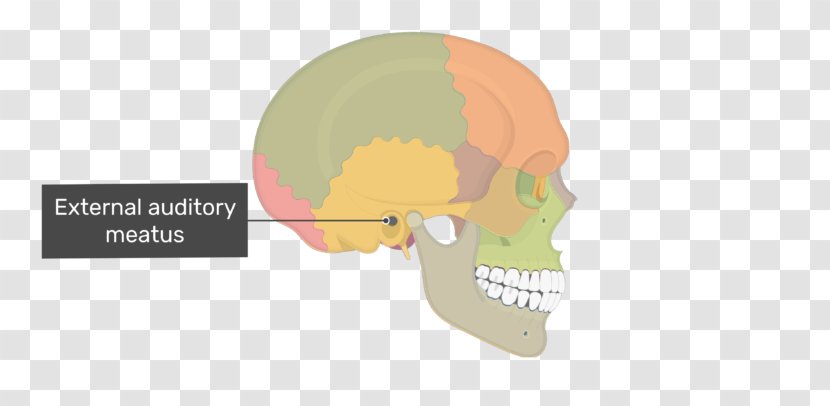 Skull Ear Mastoid Process Part Of The Temporal Bone - Heart Transparent PNG