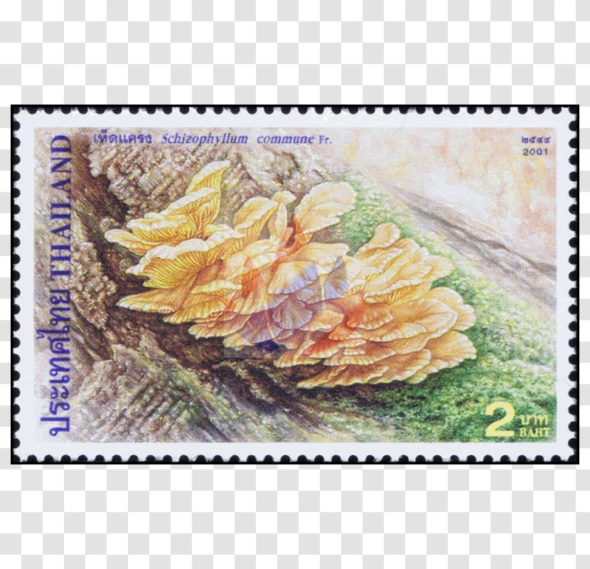 Postage Stamps Painting Flower Mail - Schizophyllum Commune Transparent PNG