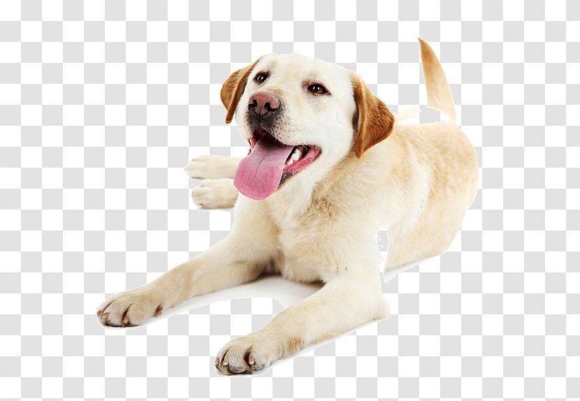 Puppy Pet Dog Walking Labrador Retriever Golden - Sitting - Service Transparent PNG
