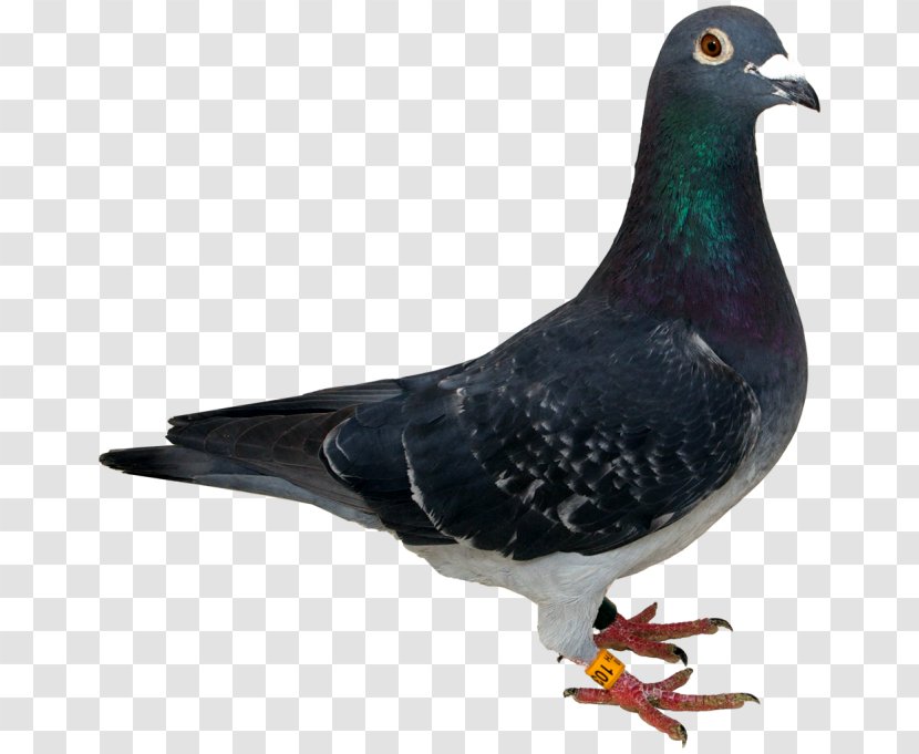 Racing Homer Bird Homing Pigeon Antwerp Smerle Stock Dove - Domestic Transparent PNG