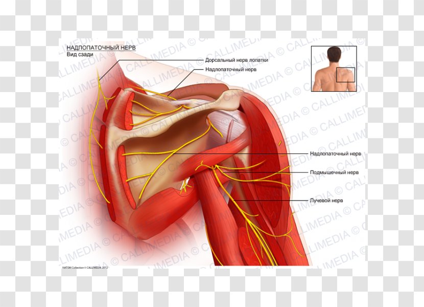 Suprascapular Nerve Artery Anatomy Dorsal Scapular - Frame - Arm Transparent PNG