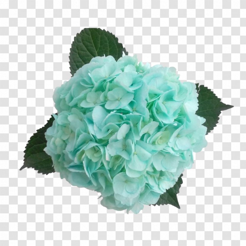 Hydrangea Cut Flowers Color Blue-green - White Transparent PNG