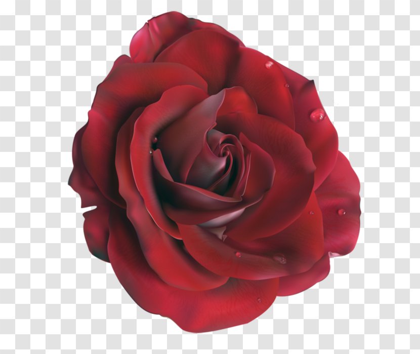 Garden Roses Flower Clip Art - Rose - Petal Transparent PNG