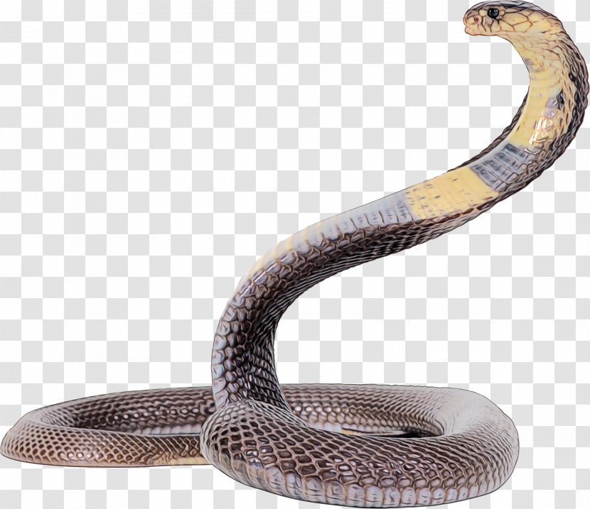 Snakes King Cobra Image - Terrestrial Animal Transparent PNG