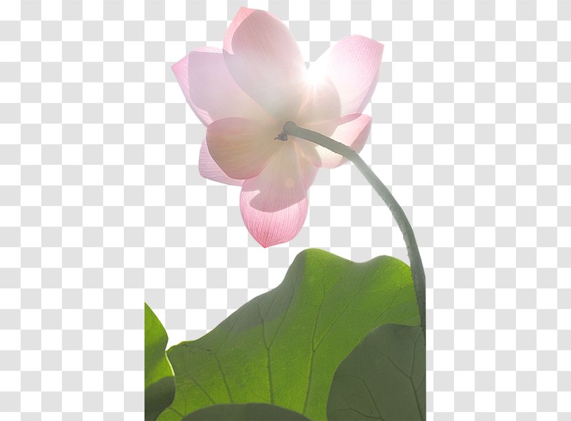 Nelumbo Nucifera Water Lily Flower Pink Lilium - Lotus Family Transparent PNG