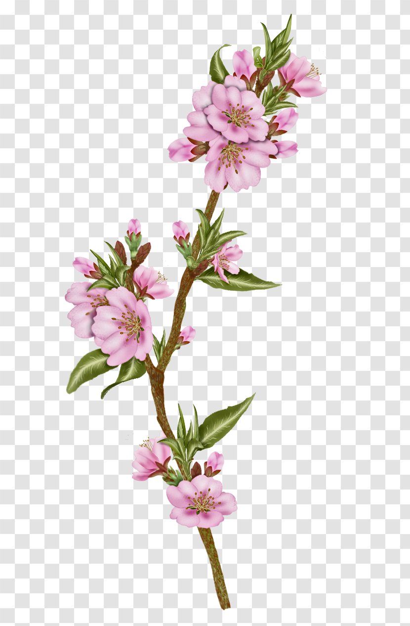 Blossom Cut Flowers Plant Alstroemeriaceae - Spring - Flower Transparent PNG
