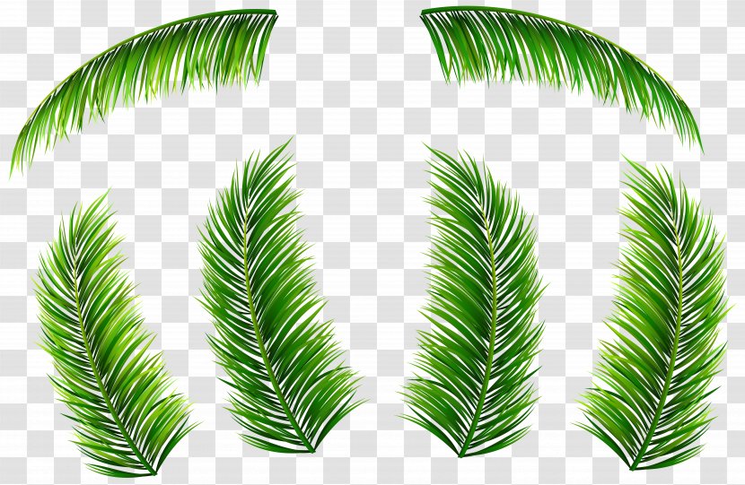 Palm Branch Leaf Arecaceae Clip Art - Evergreen - Leaves Transparent PNG