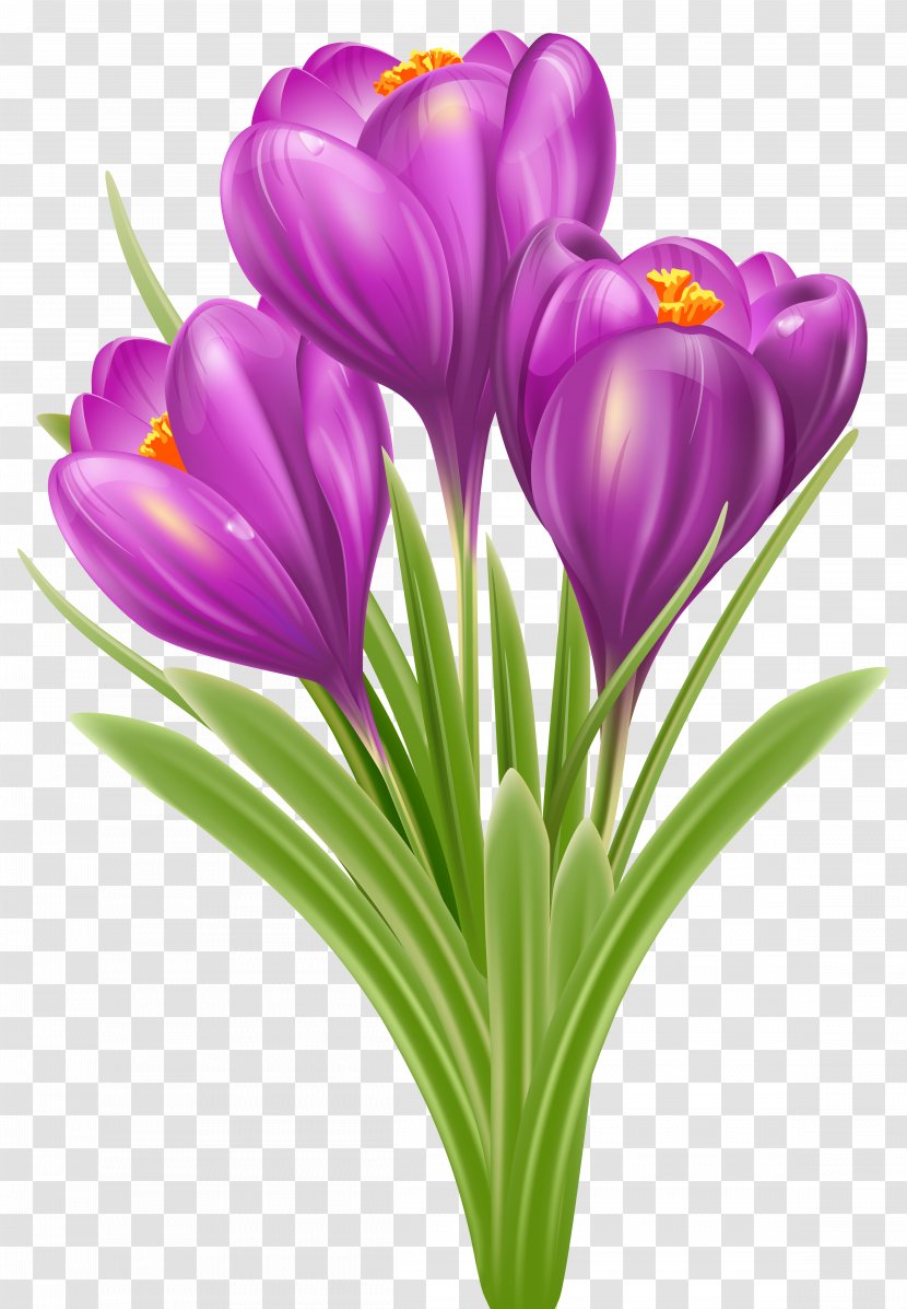 Crocus Vernus Chrysanthus Flower Clip Art - Iris Family - Spring Transparent PNG