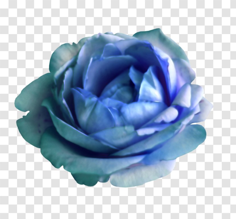 Garden Roses Cabbage Rose Blue Cut Flowers Petal - Plant Transparent PNG