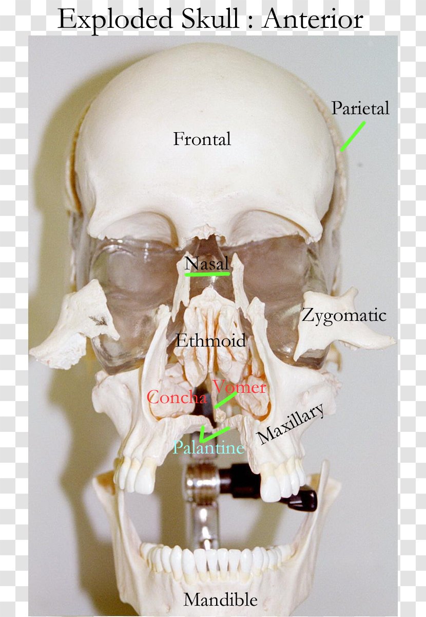 Skull Human Skeleton Bone Axial Frontal Sinus - Ethmoid Transparent PNG