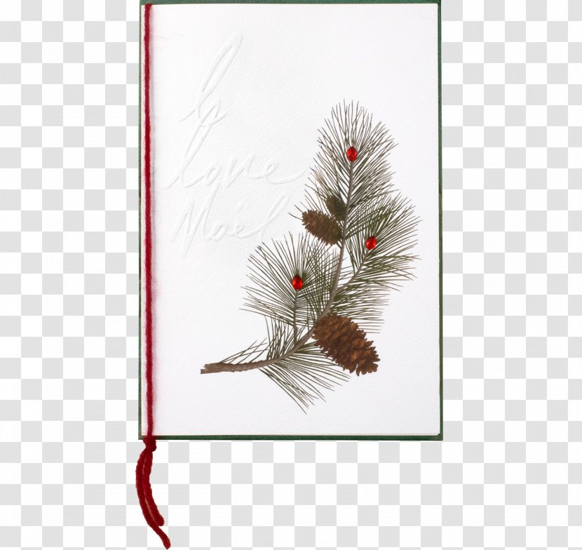 Tree Conifers Twig Plant Christmas Ornament - Flowering - Pine Cone Transparent PNG