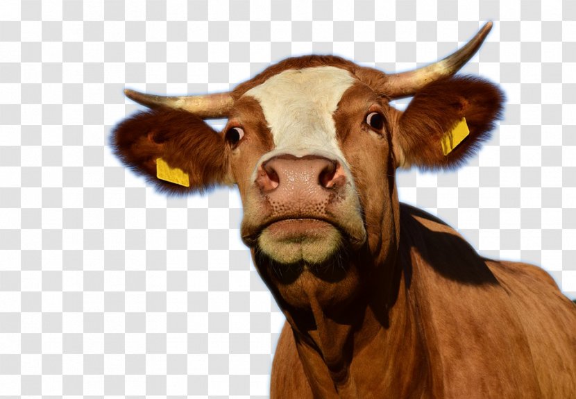 Texas Longhorn Cow Aurochs Dairy Cattle Slaughterhouse - Snout - A Creative Transparent PNG