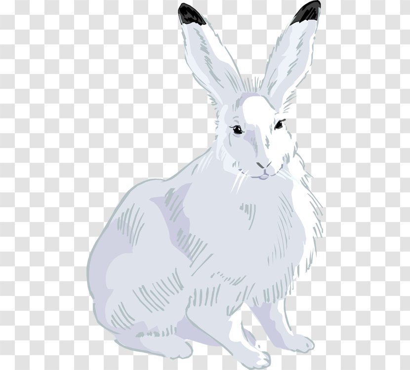 Clip Art Openclipart Drawing Image Photography - Rabits And Hares - Washing Bunny Transparent PNG