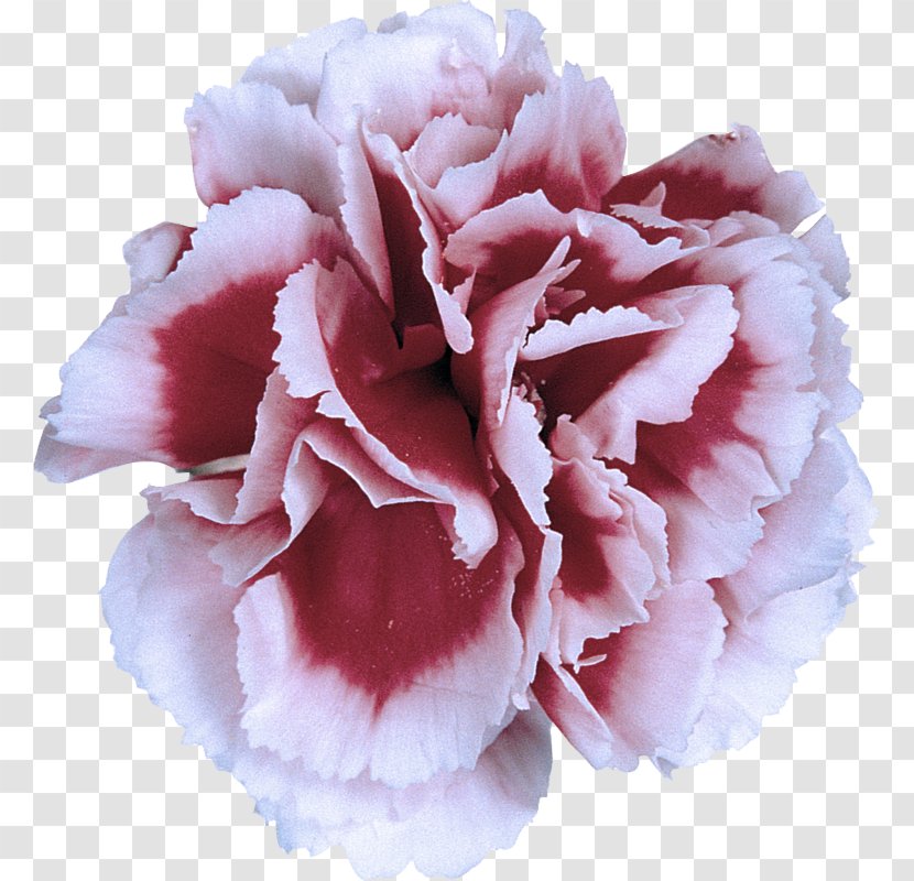 Pink Petal Flower Carnation Plant - Flowering - Family Peony Transparent PNG