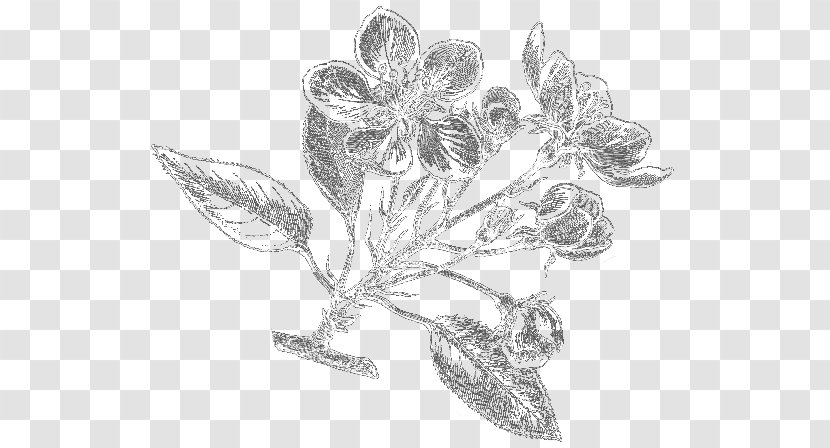 Essential Oil Herb Frankincense Health - Lavender - Illustration Transparent PNG