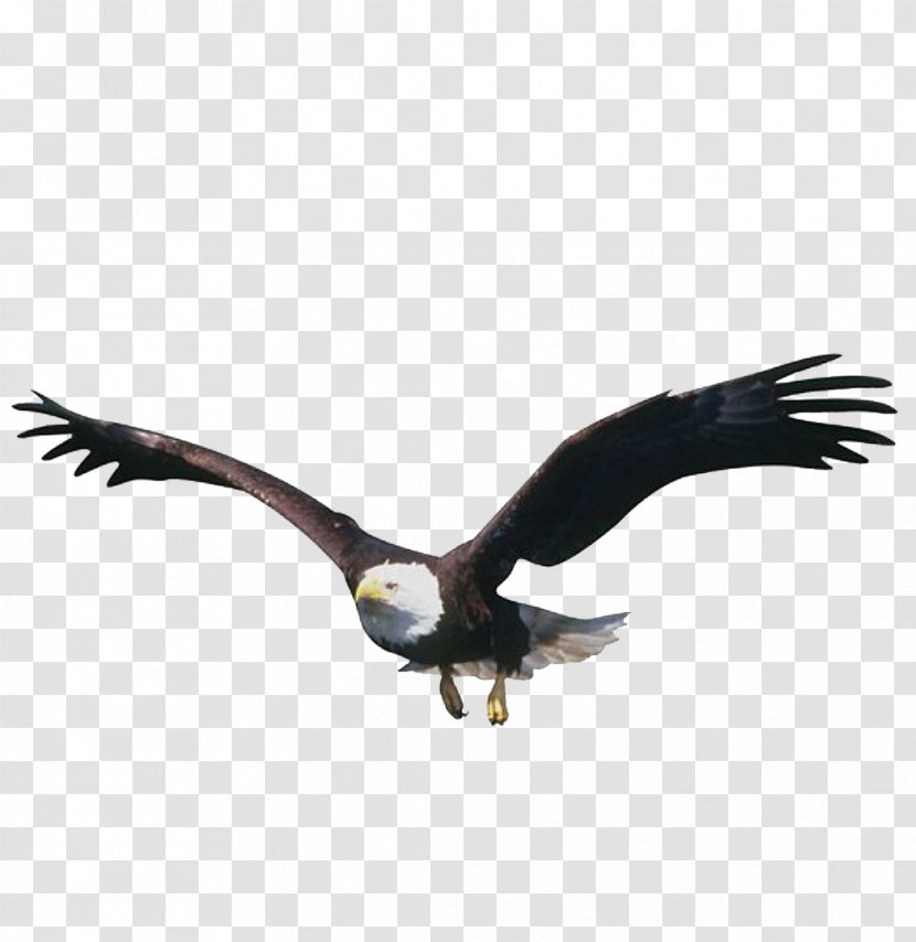 Flight Bird Eagle Transparent PNG