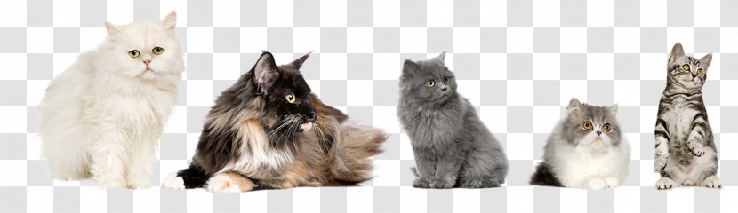 Maine Coon Kitten Whiskers Raccoon Fur - Catvet Transparent PNG