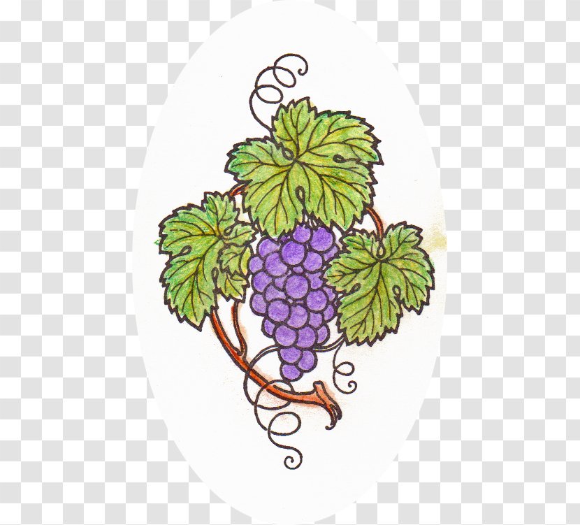 Grape Malbec Art Floral Design - Vitis - Watercolor Pen Transparent PNG