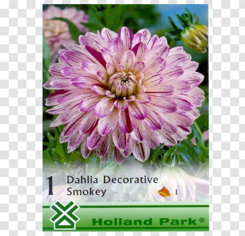 Dahlia Chrysanthemum Annual Plant Transparent PNG