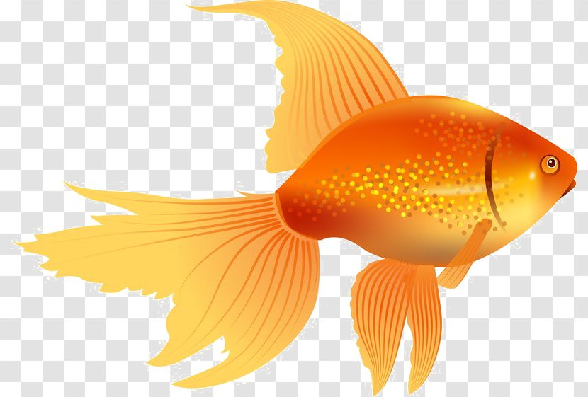 Clip Art Vector Graphics Black Telescope Illustration - Bony Fish - Goldfish Transparent Transparent PNG