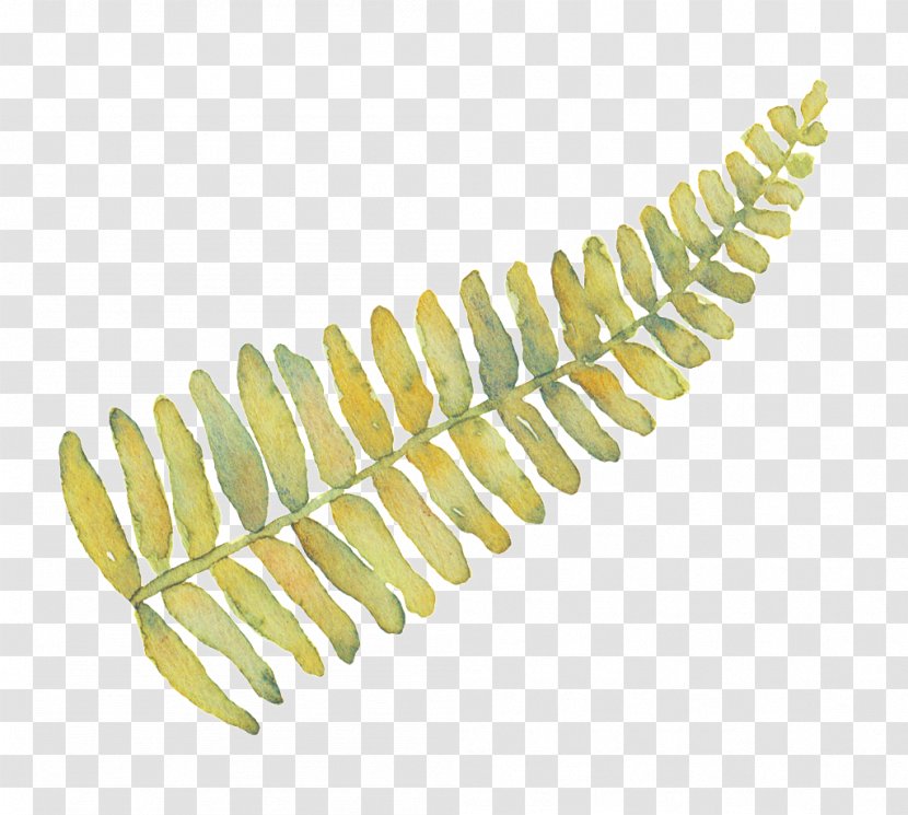 Leaf Fern Image Pteridophytes - Caulerpa - Austere Design Element Transparent PNG
