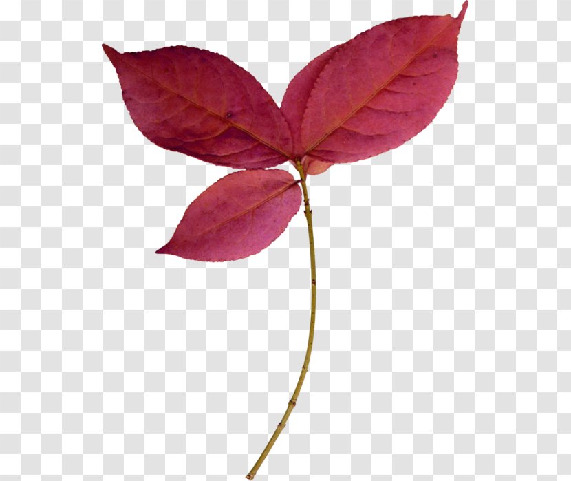 Twig Plant Stem Leaf Magenta Petal Transparent PNG