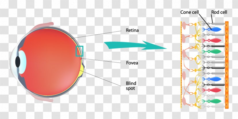 Cone Cell Color Rod Retina Light - Eye - Vision Rods Cones Transparent PNG