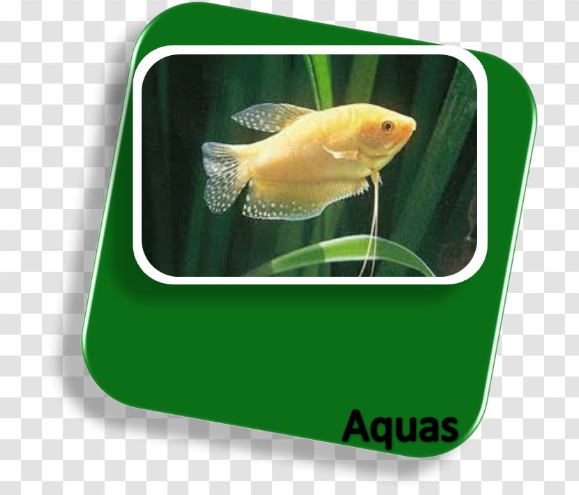 Goldfish Siamese Fighting Fish Aquarium Kissing Gourami - Melanotaenia Parkinsoni Transparent PNG