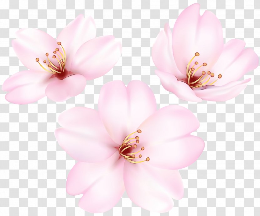 Watercolor Flower Background - Blossom - Plant Transparent PNG