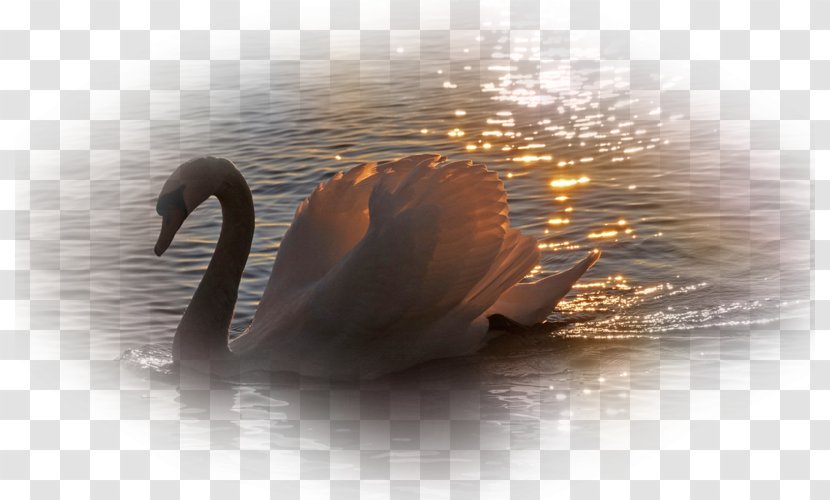 Black Swan Mute Le Cygne Goose Desktop Wallpaper - Islam - Waterfowl Transparent PNG