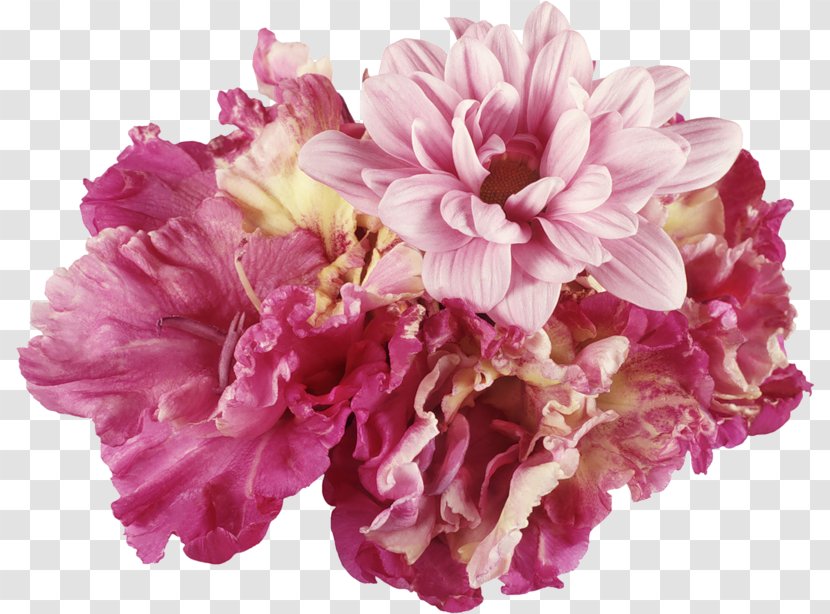 Cut Flowers Carnation Petal Clip Art - Peony - Flower Transparent PNG