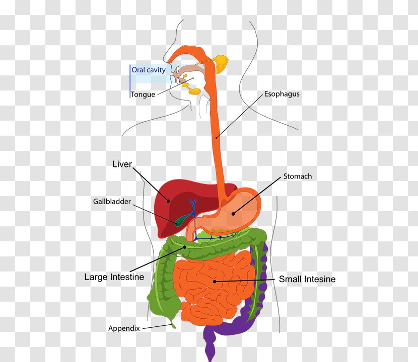 Human Digestive System Digestion Gastrointestinal Tract Probiotic Disease - Cartoon - Health Transparent PNG