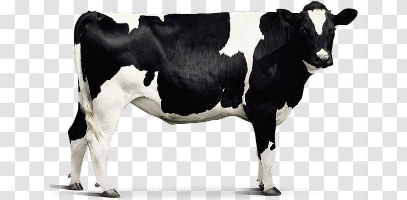 Dairy Cattle Agriculture Animal Husbandry - Snout Transparent PNG