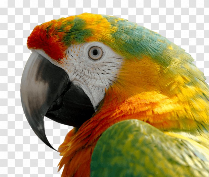 Parrot Bird Scarlet Macaw Blue-and-yellow - Cartoon Transparent PNG