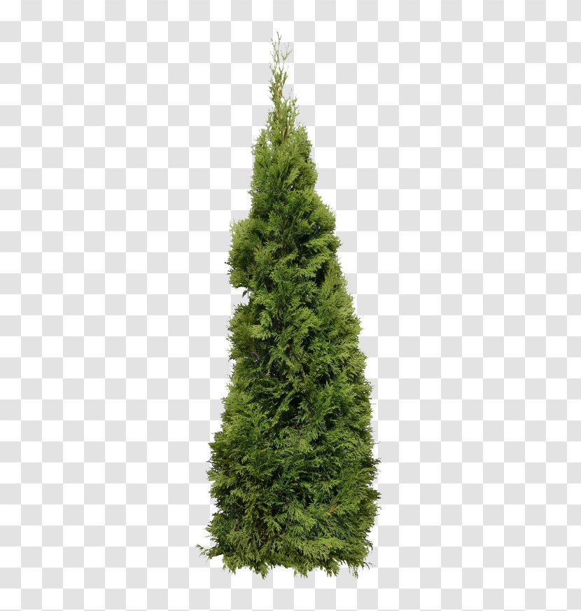 Fir - Spruce - A Christmas Tree Transparent PNG