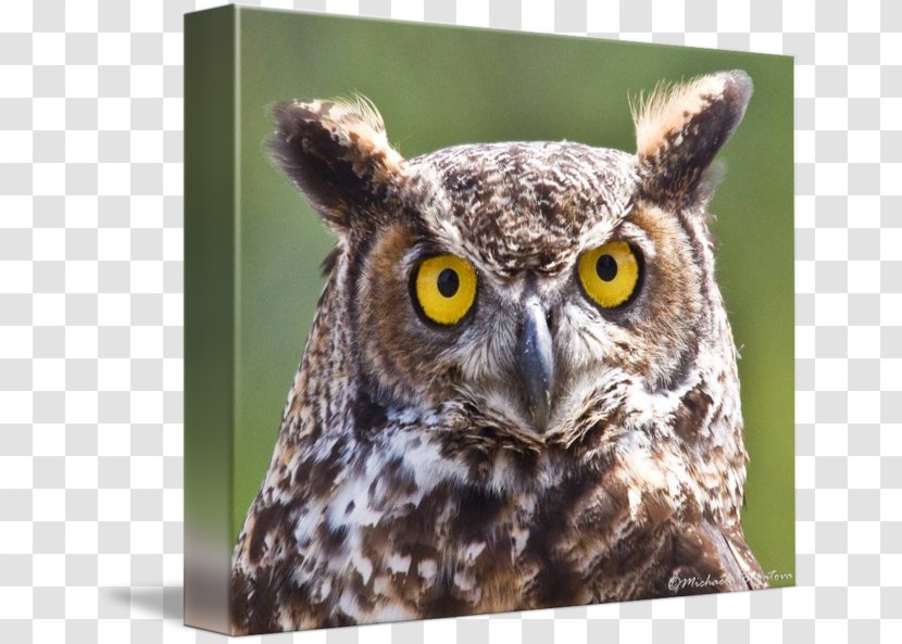 Owl Beak - Bird - Great Horned Transparent PNG