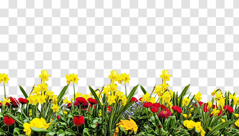 Flower Yellow Plant Spring Meadow Transparent PNG