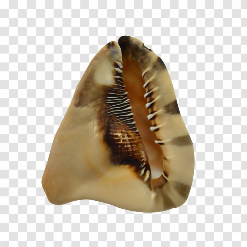 Seashell Amazon.com Conch Cassis Tuberosa Lambis Transparent PNG