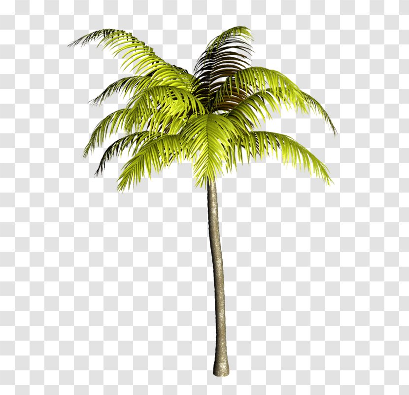 Asian Palmyra Palm Arecaceae Babassu Coconut Oil Palms - Elaeis Transparent PNG