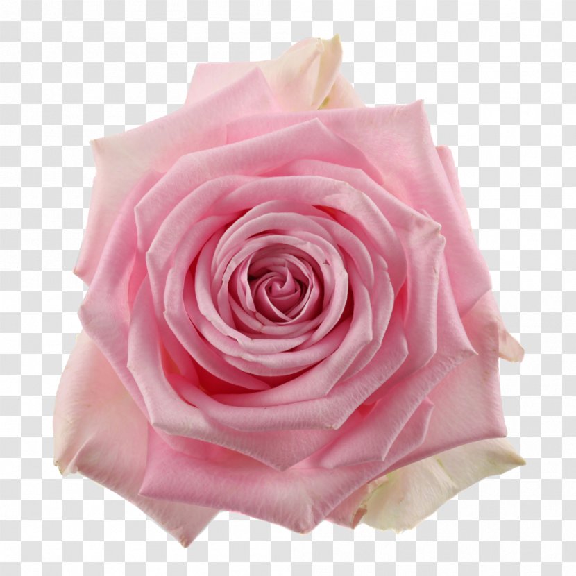 Garden Roses Centifolia Cut Flowers Pink - Peach - Flower Transparent PNG
