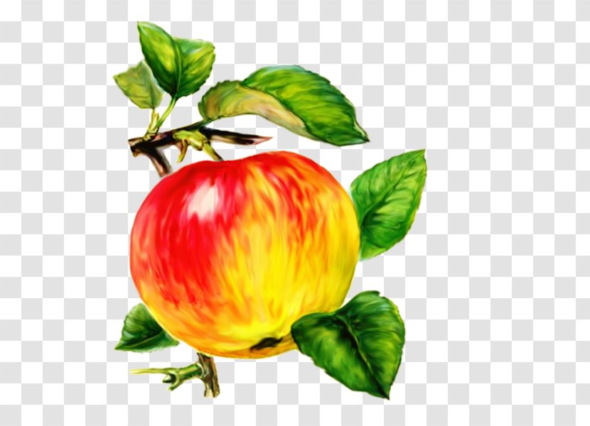 Apples Auglis Presentation Pome Fruit - Plant - Painted Apple Transparent PNG