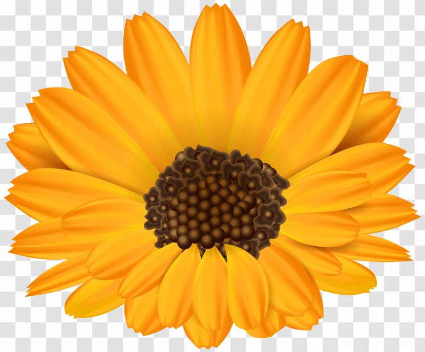 Common Sunflower Template Paper Leaf - Vorlage - Orange Flower Clip Art Image Transparent PNG