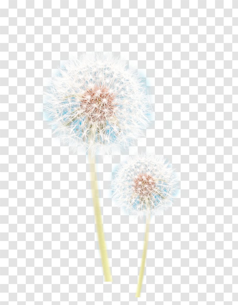Flower Petal - Dandelion Transparent PNG