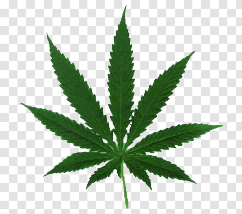 Cannabis Ruderalis Leaf Cultivation Hemp - Vaporizer Transparent PNG