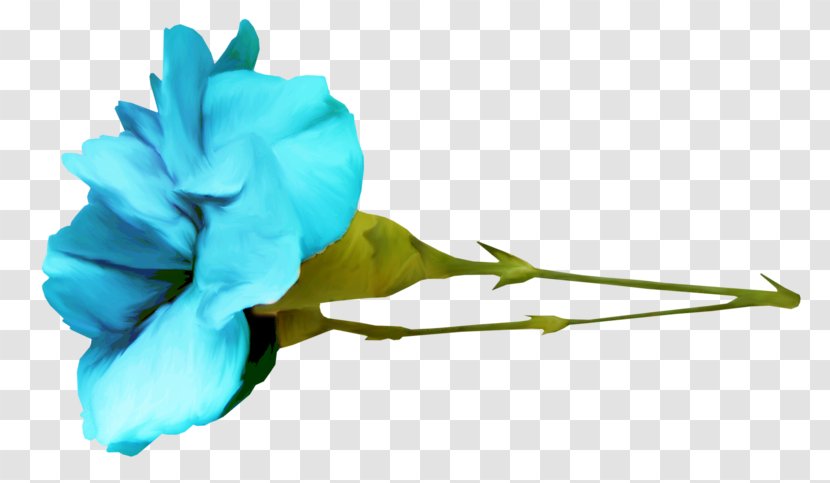 Garden Roses Image Clip Art Vector Graphics - Photography - Turquoise Transparent PNG