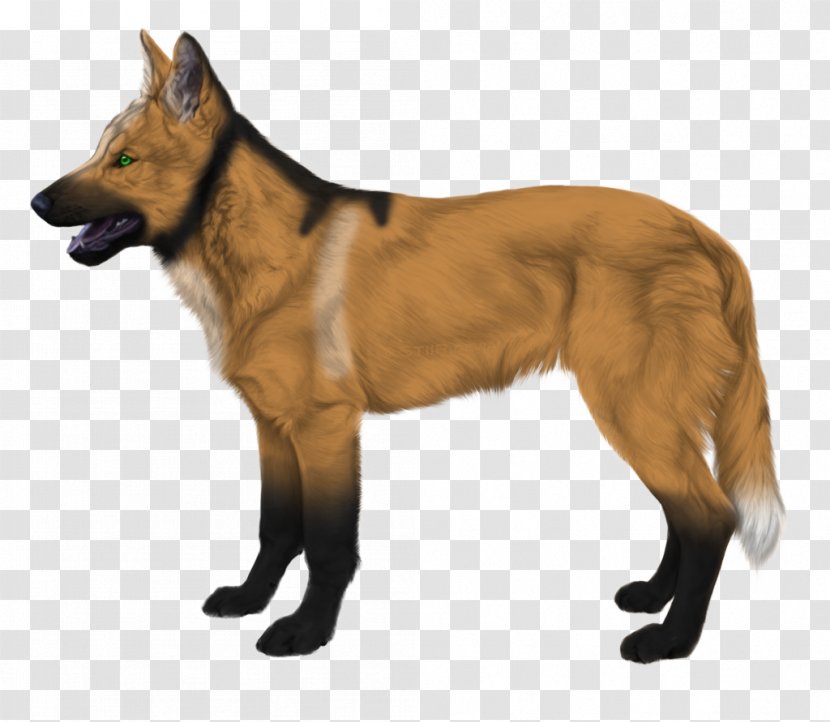 Tervuren German Shepherd Belgian Kunming Wolfdog Malinois Dog - Canidae - Fox Transparent PNG