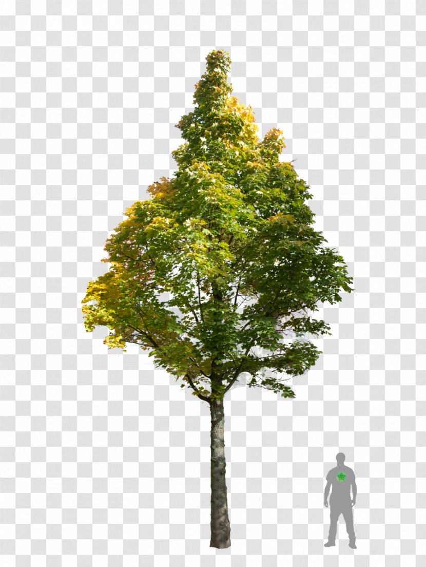 Fir Norway Maple Acer Campestre Oak Tree Transparent PNG