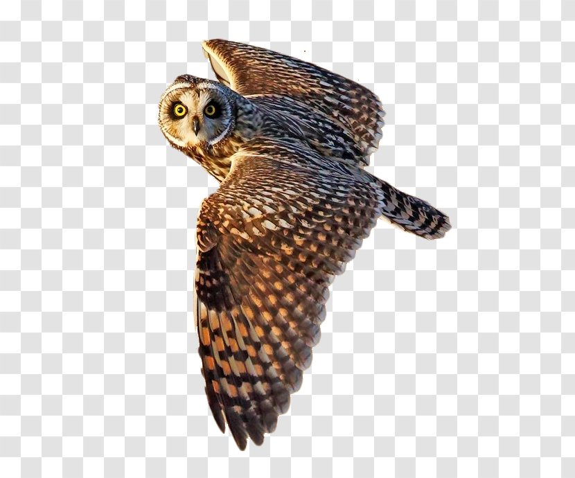Short-eared Owl Bird Flight Little - Sky Fly Transparent PNG