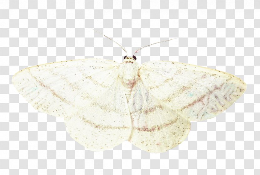Butterfly - Lymantria Dispar - Tawhana Pieridae Transparent PNG